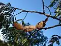 Fruit en gousse.