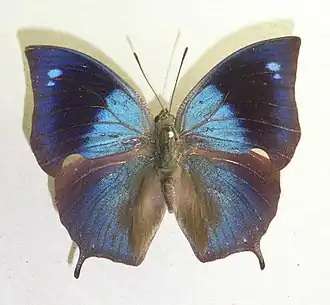*Memphis moruus