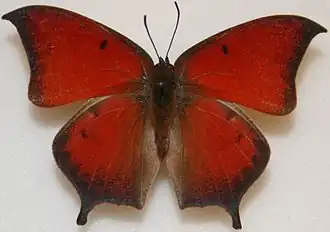 Description de l'image Anaea aidea.jpg.