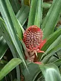 Ananas sauvage