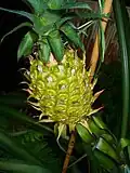 Le calice et les bractées forment les induvies de l'ananas