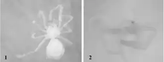 Description de l'image Anapistula appendix.png.
