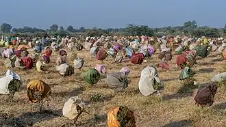 Un verger de grenadiers dans le centre du Gujarat. La grenade est une culture commerciale dans le Kutch, le Banaskantha et à Morbi.