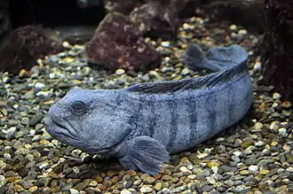 Anarhichas lupus (Anarhichadidae).