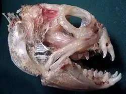 Loup de mer Poisson