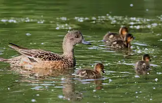 Une femelle et ses petits