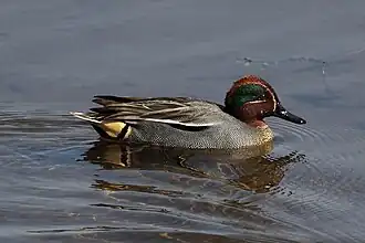 Vue d'un canard à tête brune et verte, barbottant.