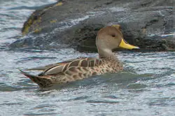 Canard à queue pointue (Anas georgica)