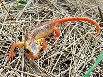 Description de l'image Anatolia Lycian salamander imported from iNaturalist photo 181031301 on 6 August 2022.jpg.