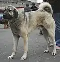 Chien Berger d'Anatolie
