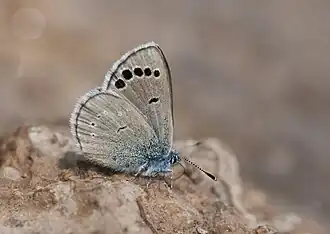 Glaucopsyche astraea