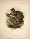 Callosciurus erythraeus