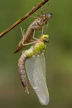 Anax imperator