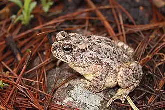Description de l'image Anaxyrus mexicanus.jpg.