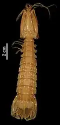 Anchisquillopsis clevai
