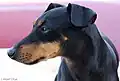 Portrait d'un Manchester terrier.