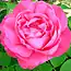 Rose ancienne de couleur rose intense.