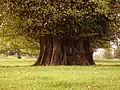 Ancient tilleul à Chilston Park, Angleterre.