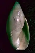 Ancilla lineolata