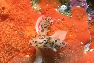 Ancula giraffe
