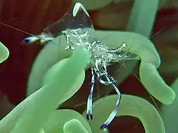 Ancylomenes holthuisi.