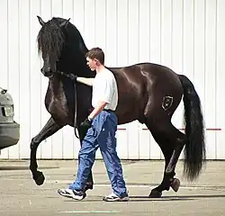 Un cheval brun foncé tenu en main par un jeune homme