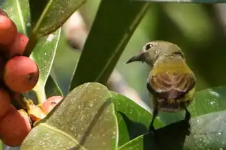 Description de l'image Andaman Flowerpecker.png.