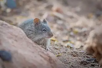 Description de l'image Andean Altiplano Mouse imported from iNaturalist photo 129012764 on 15 August 2024.jpg.