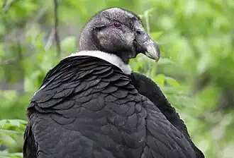 Une femelle, avec sa collerette plus fine que celle du mâle, au zoo de Cincinnati (États-Unis).