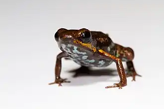 Description de l'image Andinobates minutus.jpg.