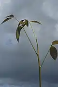 Plantule de Carapa guianensis