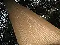 Tronc de Carapa guianensis