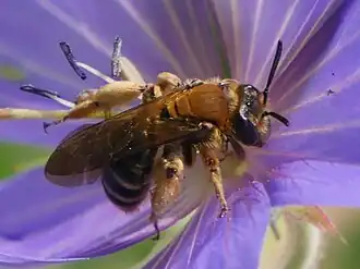 Description de l'image Andrena curvungula.jpg.