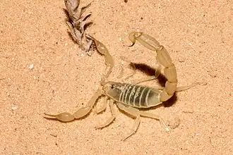 Description de l'image Androctonus amoreuxi, Israel 2.jpg.