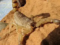 Androctonus australis.