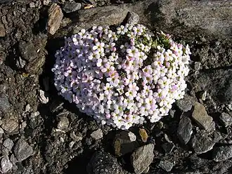 Androsace des Alpes(Androsace alpina).