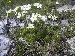 Androsace petit jasmin.