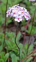 Androsace primuloides