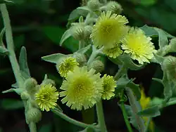 Andryale à feuilles entièresAndryala integrifolia