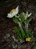 Pulsatilla occidentalis.