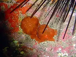 Anemonia melanaster