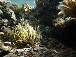 Anemonia sulcata