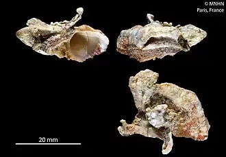 Angaria formosa.