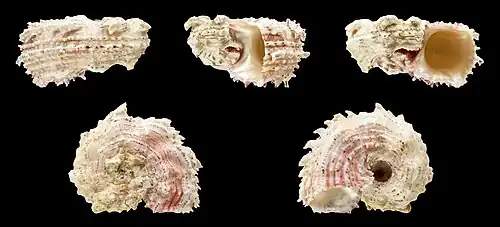 Angaria nodosa.