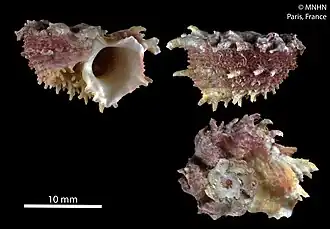 Angaria rubrovaria.