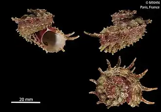 Angaria sphaerula.