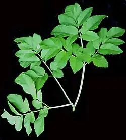 Feuille