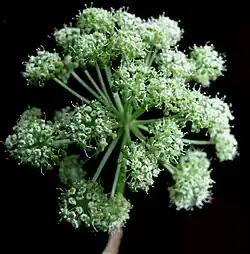 Inflorescence.