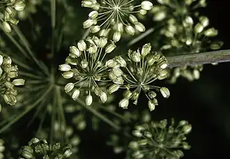 Fleurs.
