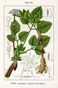 Wilde Angelika, A. silvestris, par Jacob Sturm dans la Deutschlands Flora in Abbildungen nach der Natur mit Beschreibungen, 1796.